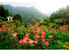 江西婺源石耳山下篁岭村