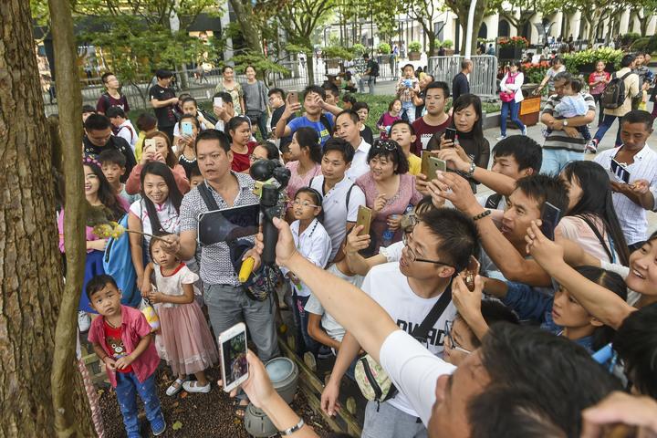 杭州西湖边超萌小松鼠竟成游客热点