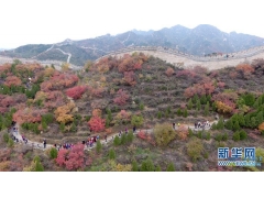 北京八达岭红叶霜后更妖娆