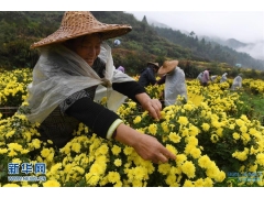 江西婺源：有机皇菊采摘忙