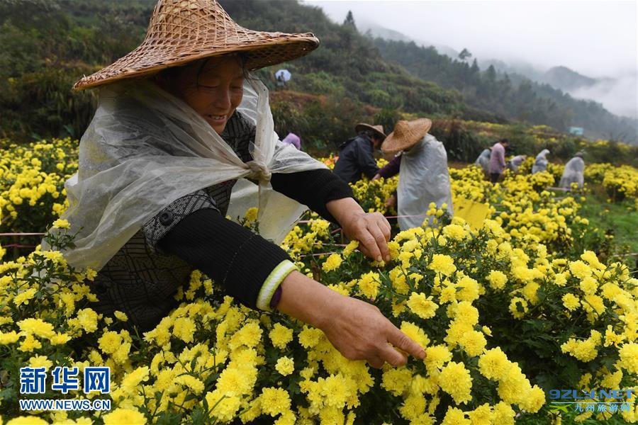 江西婺源：有机皇菊采摘忙