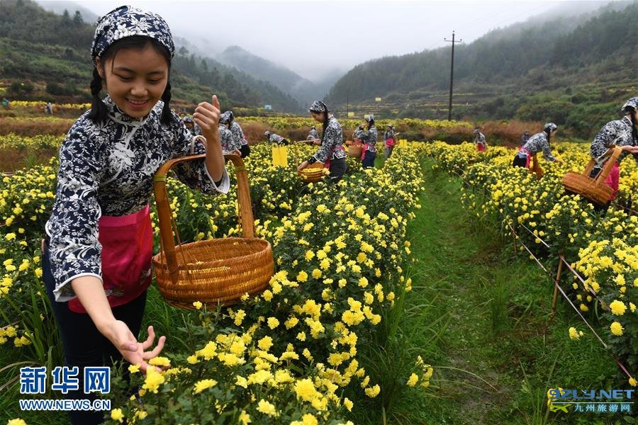 江西婺源：有机皇菊采摘忙