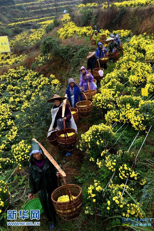 江西婺源：有机皇菊采摘忙