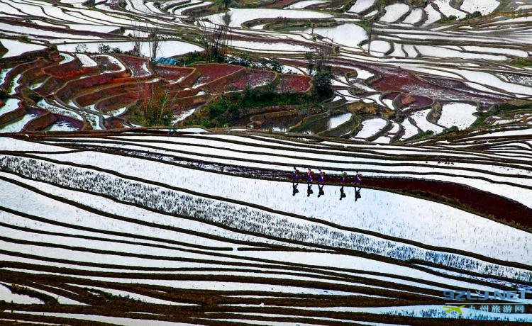 山乡春早 梯田