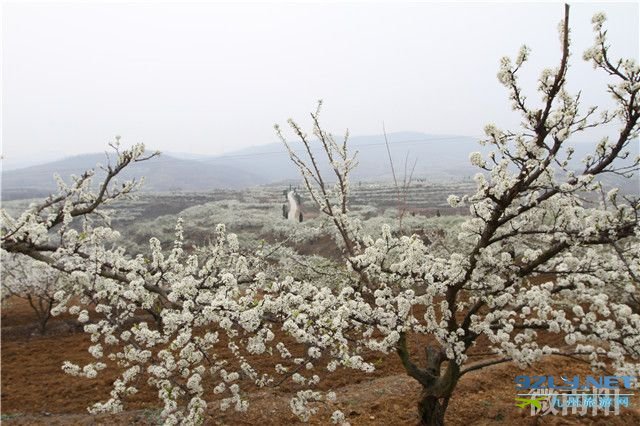 西峡孙沟村：万亩果园花盛开 生态经济放异彩