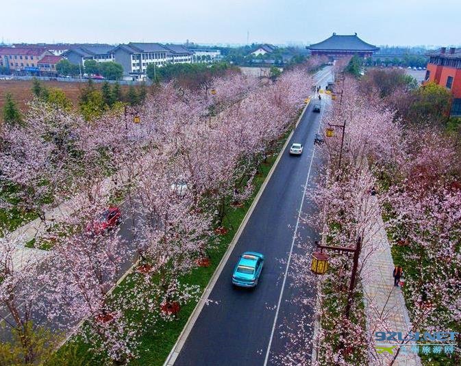 扬州“樱花大道”樱花开