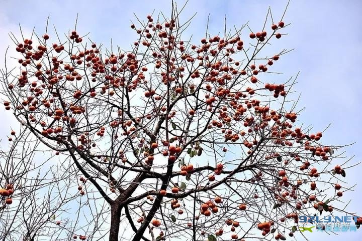 河南南召：醉美南召古路河