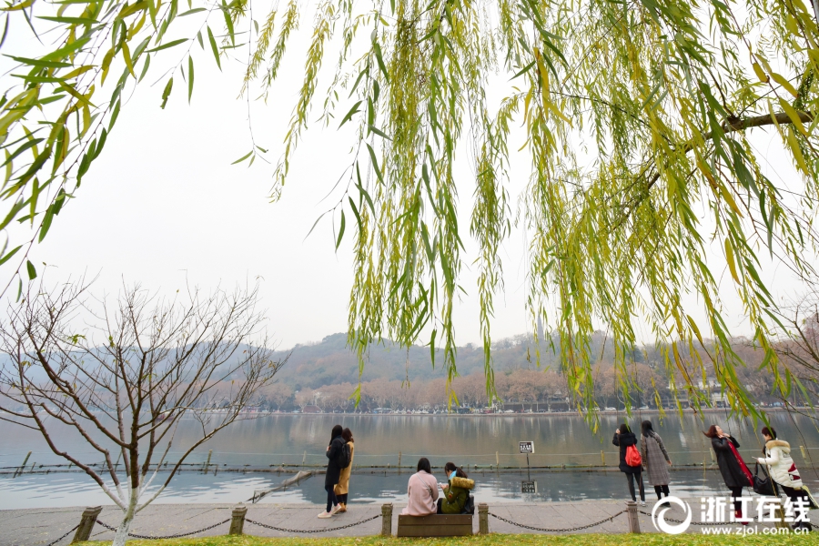 浙江杭州：西湖边 乏黄的柳叶成了冬色中醒目的“风景”