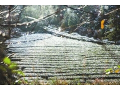 四川雅安：蒙顶山茶园迎来新年首场降雪