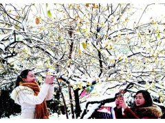 湖北保康：傲雪绽放的蜡梅吸引各地游客前来观赏