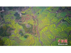 江西婺源：航拍篁岭梯田花海美景