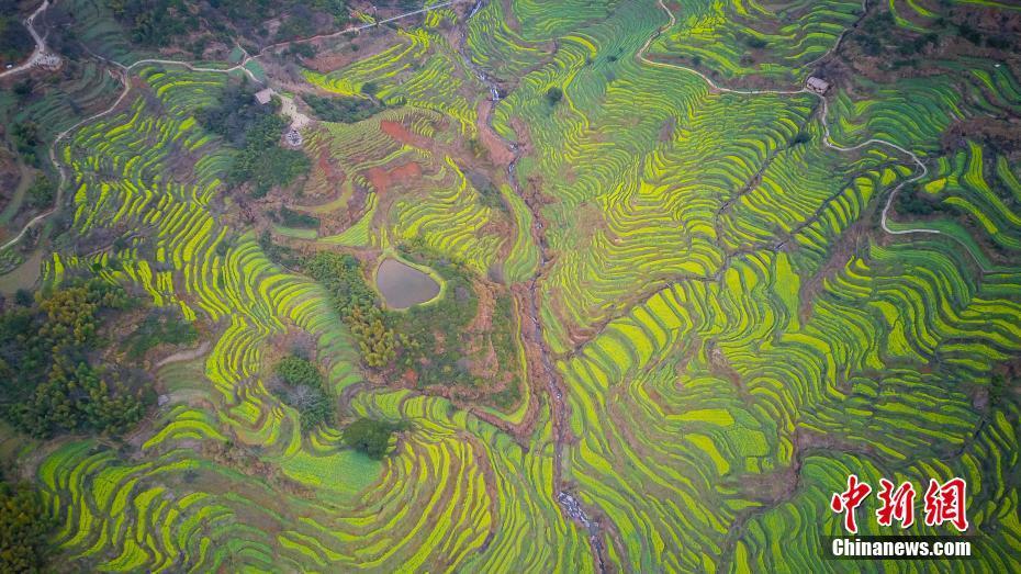 江西婺源：航拍篁岭梯田花海美景