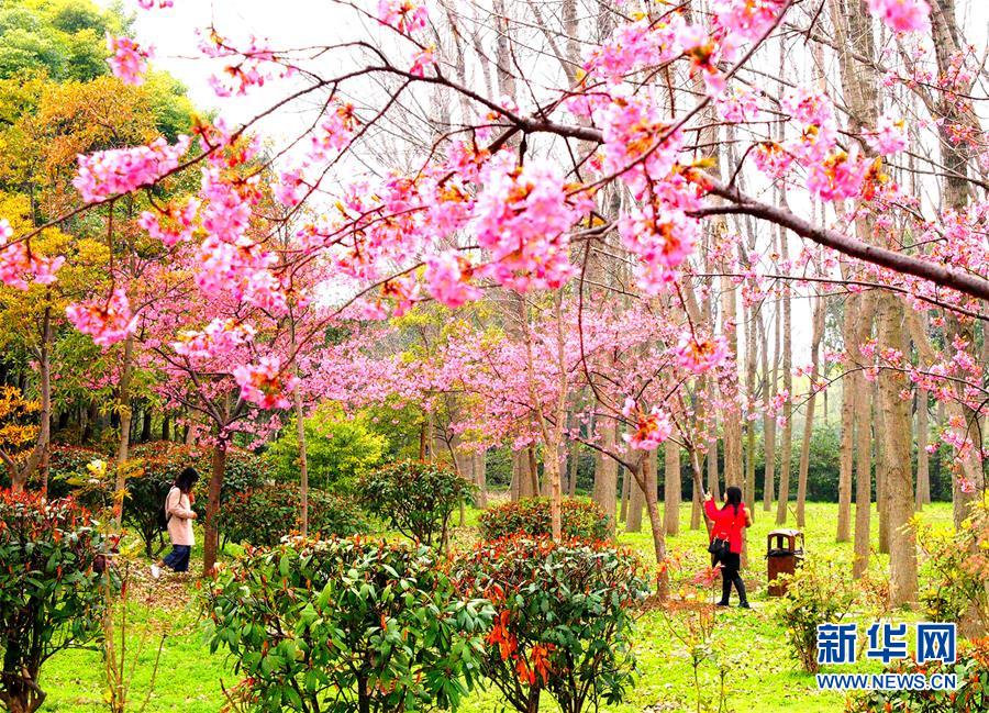 上海：樱花节即将于3月16日至4月15日在上海顾村公园举行