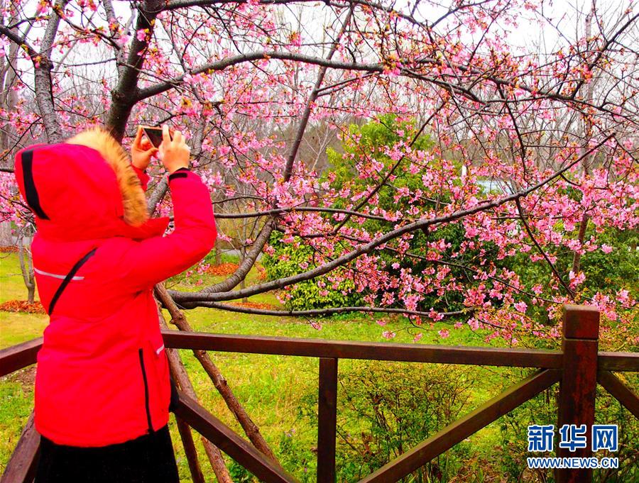 上海：樱花节即将于3月16日至4月15日在上海顾村公园举行