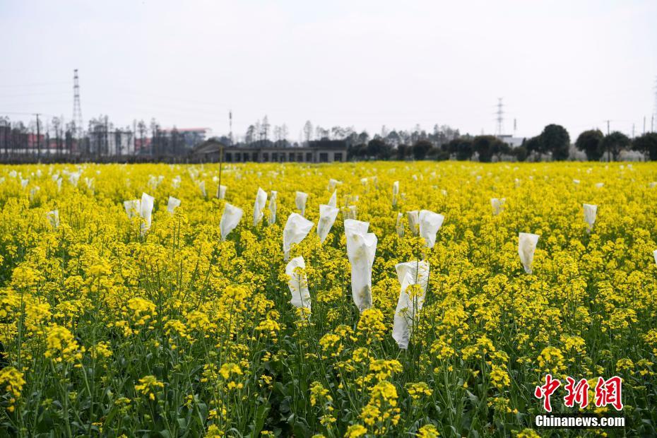 湖南长沙：高校油菜花田遭游客采摘 无奈“闭门谢客”