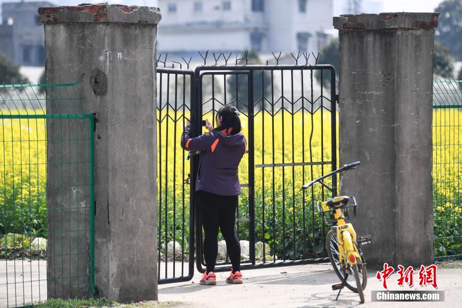 湖南长沙：高校油菜花田遭游客采摘 无奈“闭门谢客”