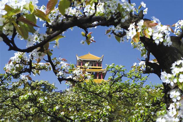 重庆渝北：百花争妍春光好，赏花踏青正当时