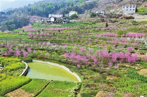 云南大关：第二届桃花文化旅游节吸引八方游客