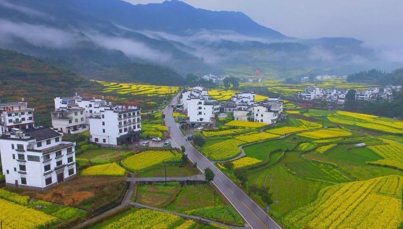 江西婺源:航拍进入盛花期的油菜花