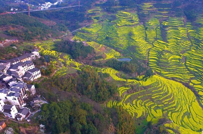 江西婺源:航拍进入盛花期的油菜花