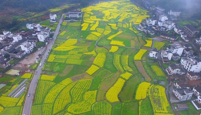 江西婺源:航拍进入盛花期的油菜花