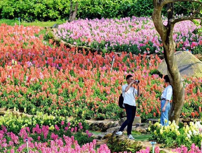 游客在广西南宁青秀山风景区内赏花拍照