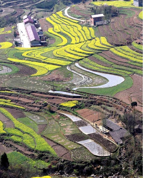 陕西省汉中市宁强县巴山镇拍摄的梯田油菜花