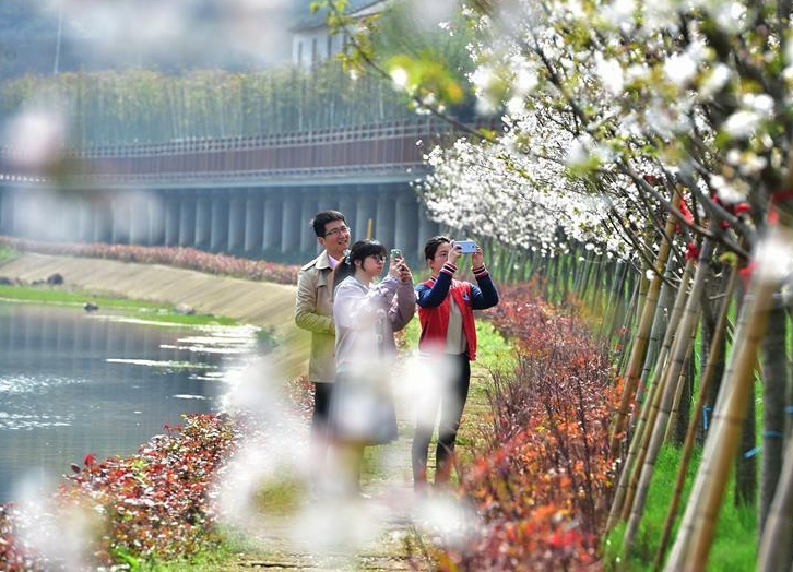 人们在浙江省义乌市大陈镇拍摄樱花