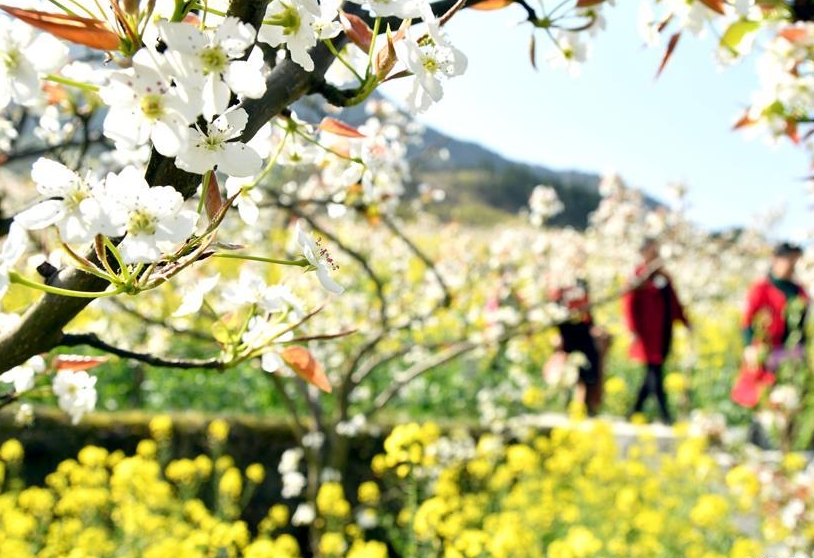 城步苗族自治县儒林镇白岩山村赏花