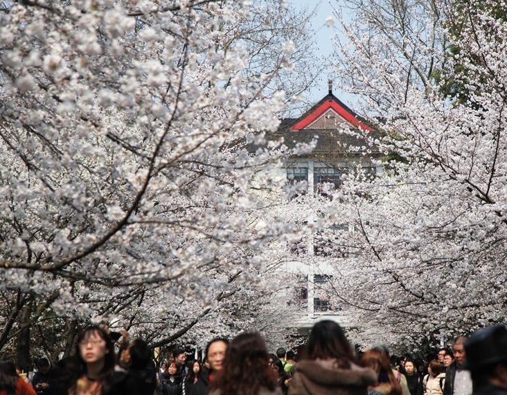 南京林业大学的“樱花大道”