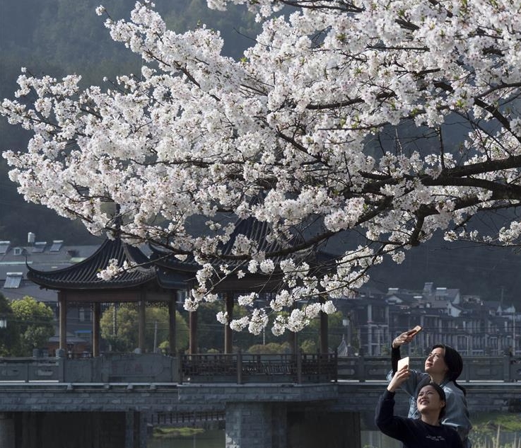 景宁畲族自治县鹤溪河畔，人们在用手机拍摄樱花