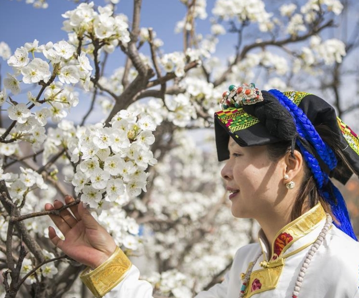 咯尔乡金江村，一名游客在梨树林里观赏梨花