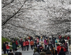 樱花盛开的校园：南京林业大学生态文化节开幕