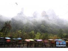 湖南张家界：春雨绵绵 云雾缭绕画中游