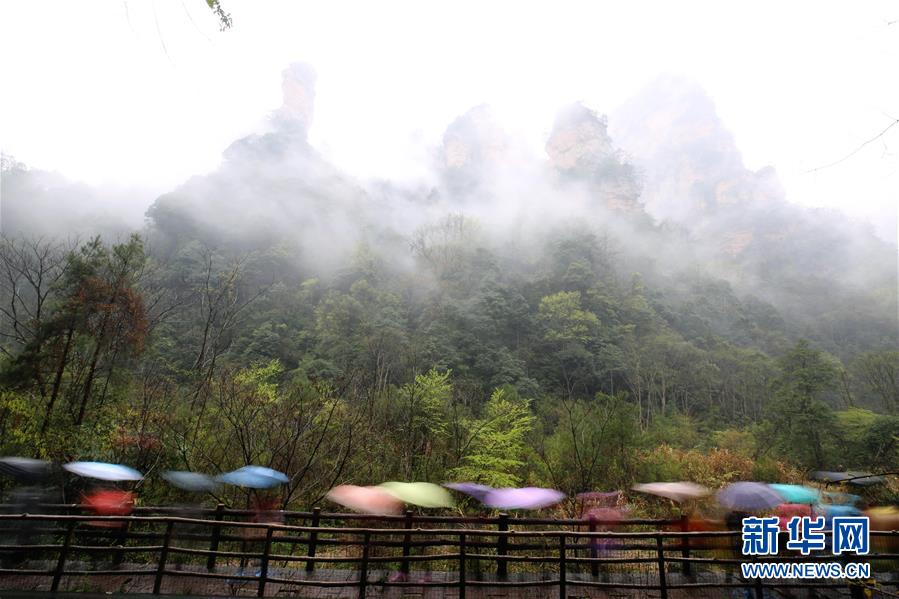 湖南张家界：春雨绵绵 云雾缭绕画中游