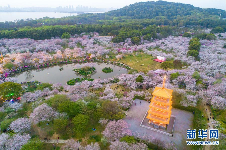 湖北武汉：东湖樱花园的樱花竞相绽放