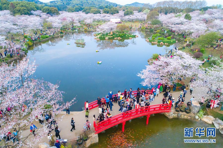 湖北武汉：东湖樱花园的樱花竞相绽放