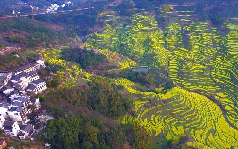 江西婺源：“中国最美乡村”油菜花盛开