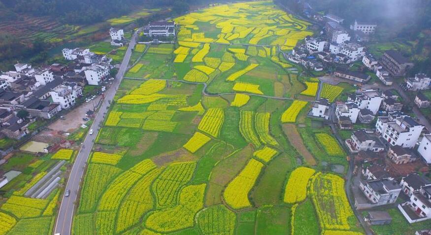 江西婺源：“中国最美乡村”油菜花盛开