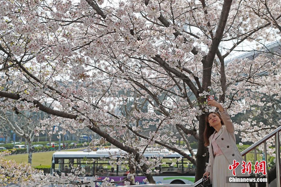 上海：“最美公交站”迎来浪漫樱花季