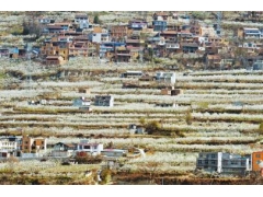 四川阿坝：茂县7万亩脆李花构成一幅“南国香雪”景观