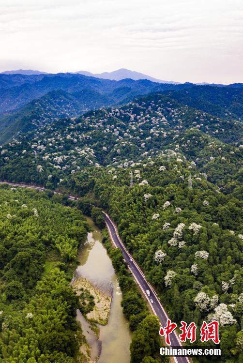 江西宜丰：乡村“最美”公路 雪白泡桐花点缀其间