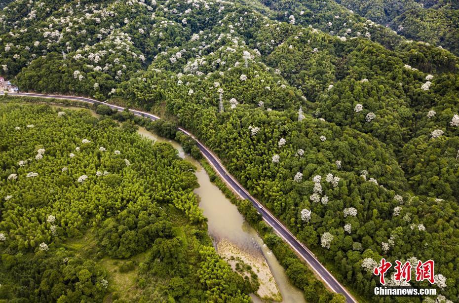 江西宜丰：乡村“最美”公路 雪白泡桐花点缀其间