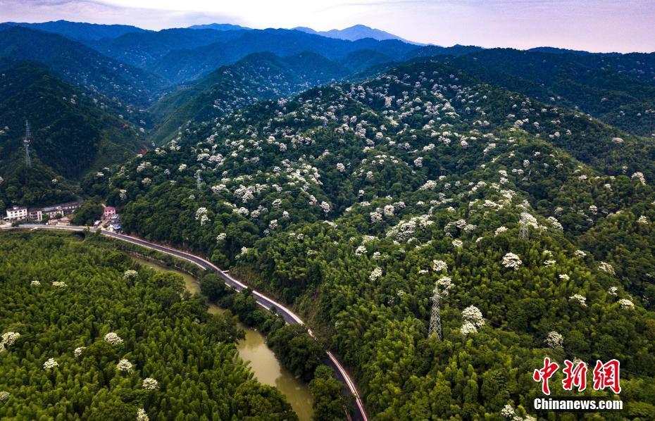 江西宜丰：乡村“最美”公路 雪白泡桐花点缀其间