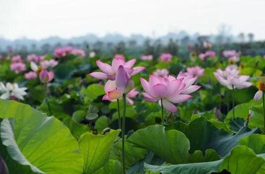 河南：镇平第二届荷花旅游月盛大启幕