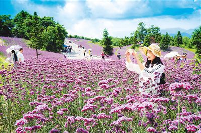 湖北巴东：高山花海动漫节