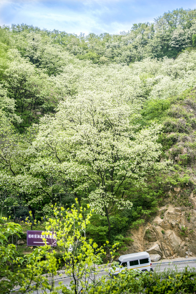 山东博山,漫山遍野槐花飘香