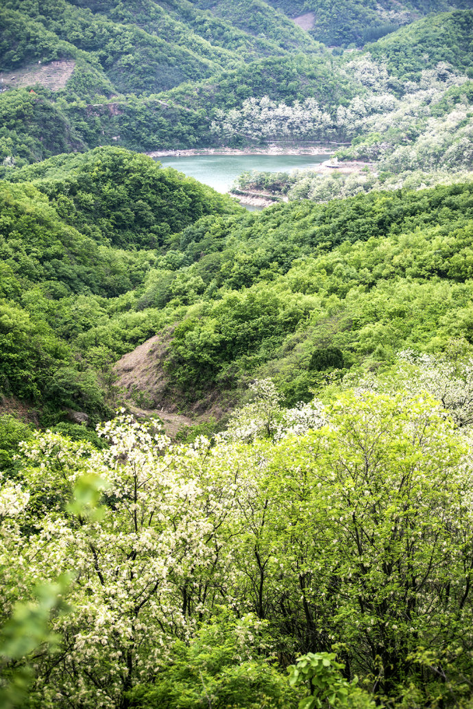 山东博山,漫山遍野槐花飘香